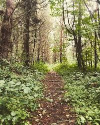 Bishops Wood Selby North Yorkshire Beautiful Woodland Walk North Yorkshire Woodland Country Roads