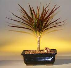 Dracaena Bonsai Tree Mellobonsai Com