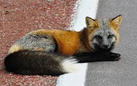 Black And Orange Fox Breed Beautiful Cross Fox A Cross Fox Is A Red Fox With Partial Melanism So They Have Some Dark Pattern Spotting But Still Ke Animals Wild Red Fox Cute Animals