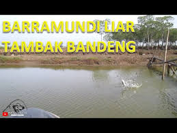 Pemilihan lokasi pemeliharan ikan kakap pemilihan lokasi pemeliharan merupakan salah satu faktor penting masa reproduksi ikan kakap biasanya akan terjadi pada musim penghujan. Musim Mancing Ikan Barramundi Aka Kakap Putih Di Tambak Bandeng Barramundi Fishing Youtube