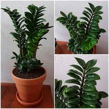 Zamioculcas Zamiifolia Zenzi Makes Me Zen House Plants Planting Flowers Plants