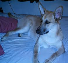 Rhodesian Ridgeback German Shepherd Mixed Breed Dog Online Dog Encyclopedia Dogs In Depth Com What's so special about the german shepherd?