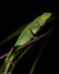 Image result for Urochloa jubata