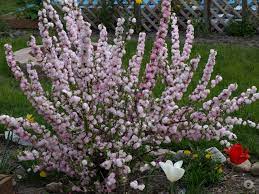 The most common flowering almond material is metal. Flowering Almond Bush This Smells So Good Pretty Plants Planting Flowers Pretty Gardens