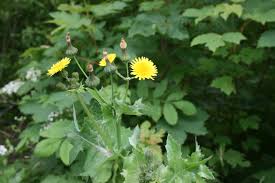 Image result for Sonchus oleraceus