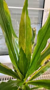 Image result for Dracaena afromontana