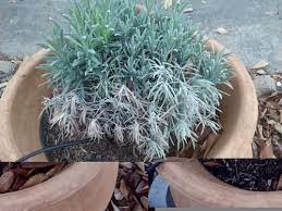 Check spelling or type a new query. Lavender Is Dying Help