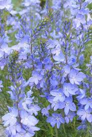 Image result for Veronica abyssinica