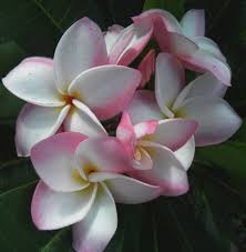 Online Shop Frangipani Sacred Garden Beautiful Flowers
