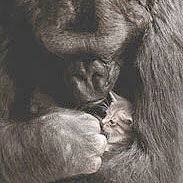 Koko & the gorilla foundation. Gorilla Foundation Kokotweets Twitter