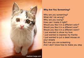 11 Hilarious Poems Written By Cats Cat Poems Cats Animal Poems