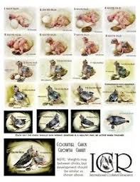 35 Best Cockatiel Images Cockatiel Eggs Cockatiel Care