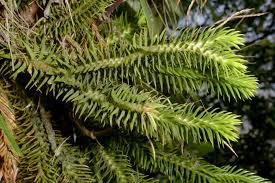 Image result for Huperzia dacrydioides