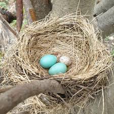There is some evidence that higher biliverdin levels indicate a healthier. How An Eight Sided Egg Ended Up In A Robin S Nest The New York Times