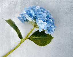Image result for Hydrangea