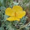 Fiori gialli, ce ne sono di varie forme e dimensioni, alcuni già l'8 marzo per la festa delle donne tra i fiori gialli a grappolo, la mimosa è il più famoso. 1