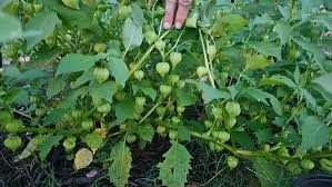 Image result for Physalis viscosa