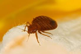 What Do Bed Bugs Look Like To The Human Eye The 3 Stages Of Life