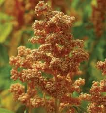 Ebay.com has been visited by 1m+ users in the past month Grow Quinoa From Store Bought Seed