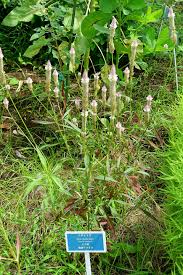 Image result for Celosia elegantissima