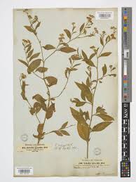 Image result for Ethulia