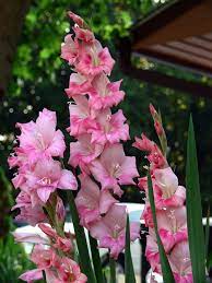 Gladioli Definition And Synonyms Of Gladioli In The English Dictionary