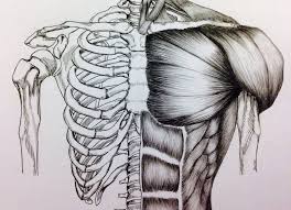 The musculoskeletal system includes bones and muscles. Torso Bone Muscle Study Bone Drawing Anatomy Art Body Sketches