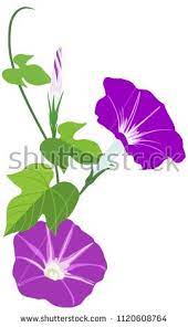 Vector Illustration Of Morning Glory Flowers With Leaves Isolated On White Background Japanese Asagao F Morning Glory Flowers Morning Glory Vector Illustration