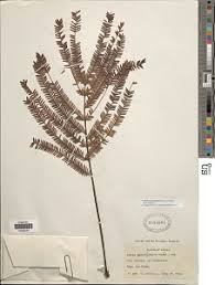 Image result for Acacia amythethophylla