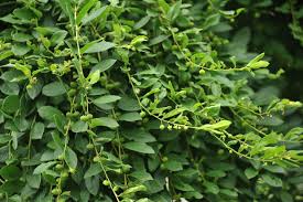 Image result for Flueggea