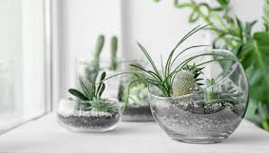 Poner las plantas elegidas en el terrario, haciendo un espacio en el sustrato mezclado para poder cubrir sus raíces. Como Hacer Un Terrario En Cuatro Simples Pasos Casa Y Mas El Comercio Peru