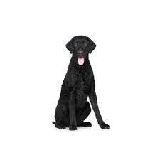 Find the perfect golden retriever puppy at puppyfind.com. Curly Coated Retriever Puppies Petland Hoffman Estates