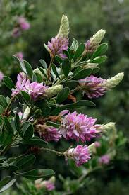 Image result for Indigofera adenoides
