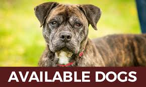 Maybe you would like to learn more about one of these? Pet Adoption Saratoga County Animal Shelter