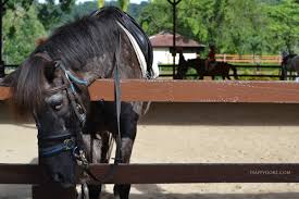 Anjali is newly completed low density. Pony Riding In Kl Happy Go Kl