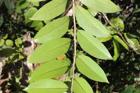 Image result for Embelia ruminata