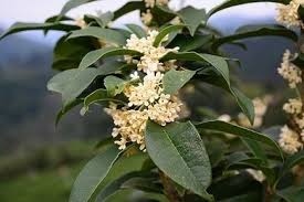 Image result for Oleaceae
