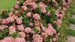 Image result for Ixora praetermissa