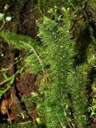 Image result for Abrodictyum