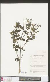 Image result for Otiophora caerulea