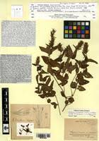 Image result for Dicliptera clinopodia