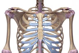 The rib cage is collectively made up of long, curved. Sternum Pain Causes And When To See A Doctor