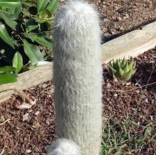 The specimen shown above is likely dozens of years old. Old Man Cactus
