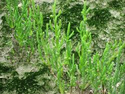 Image result for Salicornia pachystachya