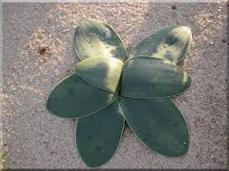 Image result for Brunsvigia