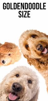 What's the price of miniature goldendoodle puppies? Goldendoodle Size What Size Is A Goldendoodle Fully Grown