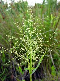 Image result for Dichaetanthera corymbosa