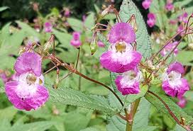 Image result for Impatiens oreocallis