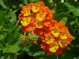 Melanie river had just turned ten years old, but she had never been to school. 15 Prettiest Native Flowers For Houston Scent Violet Flower Plants And Gift Delivery Houston Tx Florist