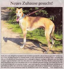 Einer der (leider mittlerweile relativ zahlreichen) whippets auf familiensuche ist bei ingrid uso, ein 8jähriger whippetrüde, ist seit kurzem bei uns auf pflege und sucht einen tollen fixplatz. Windhund Sucht Neues Zuhause Tierheim Horka